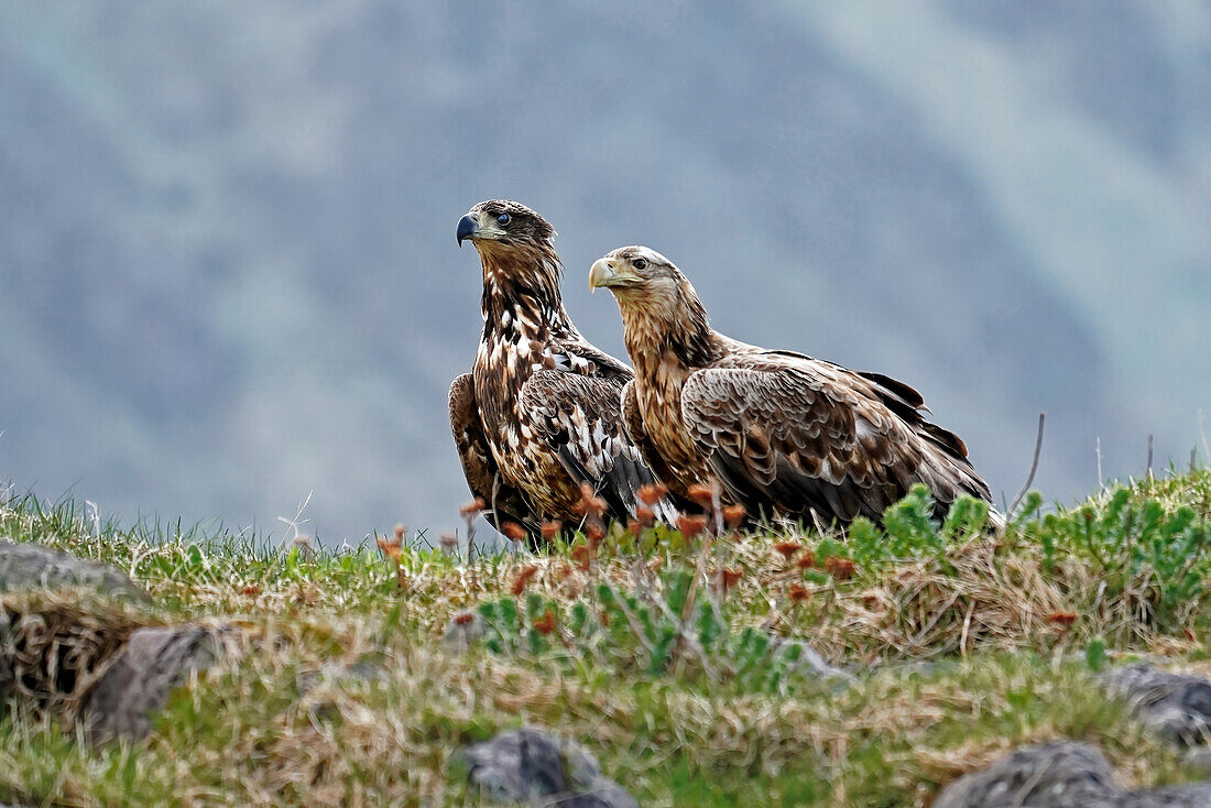 Norway, Lofoten, capital Svolvær, sea eagle safari in the Trollfjord