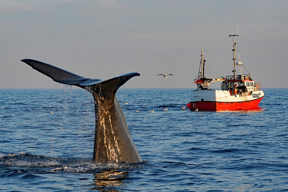 Norwegen, Nordland, Vesteralen, Bleik, Mitternachts Walsafari, junger Pottwal beim Tauchen