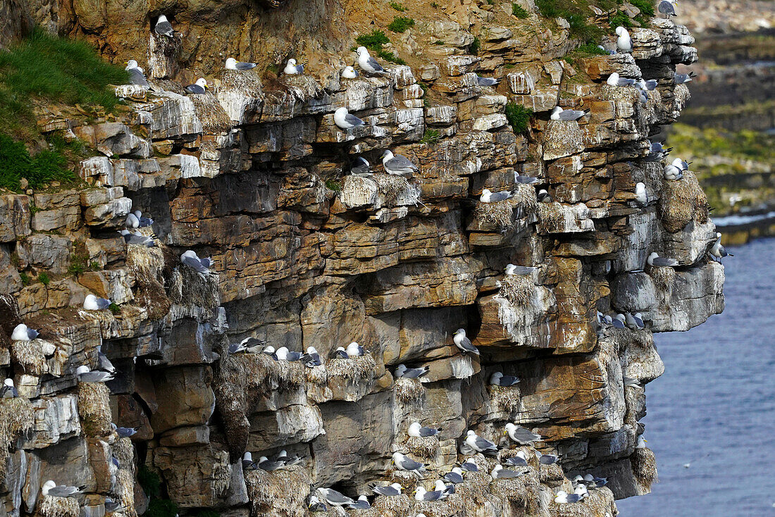 Norwegen, Troms og Finnmark, Ekkerøy am Varangerfjord, Brutfelsen der Dreizehenmöwen