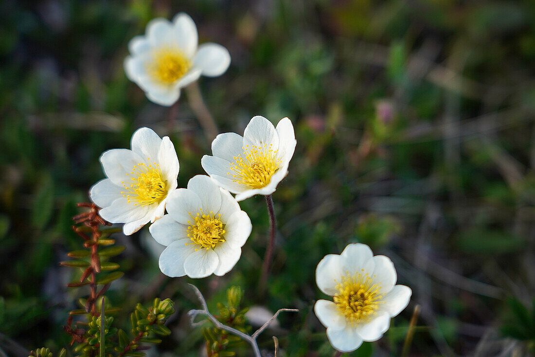 Norwegen, Troms og Finnmark, Küstendorf Bugøynes, Buschwindröschen (Anemone nemorosa)