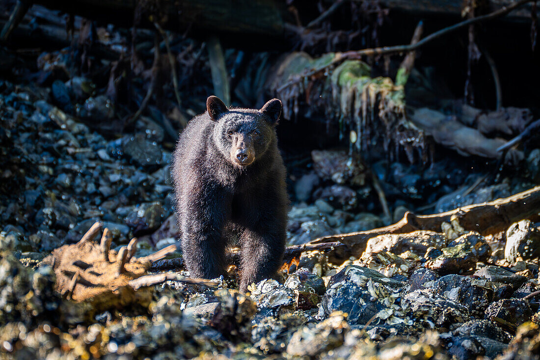 Auge in Auge mit einem Schwarzbär; Kanada, British Columbia, Vancouver Island