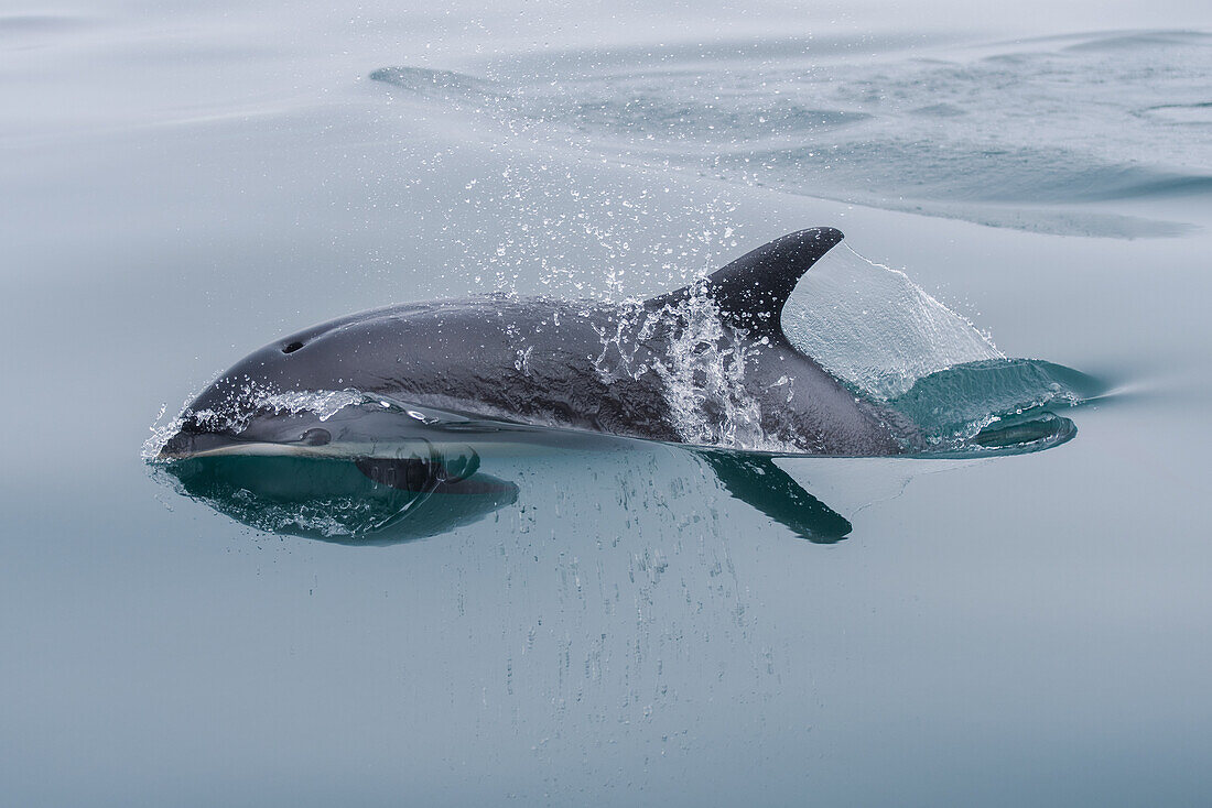 Atlantic white-lined dolphin in the fast lane; Canada, Nova Scotia, Bay of Fundy