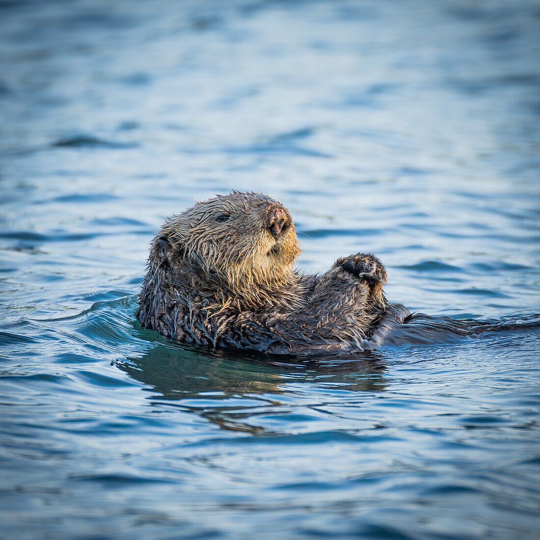 Sea otter cannot be disturbed; Canada, British Columbia, Vancouver Island