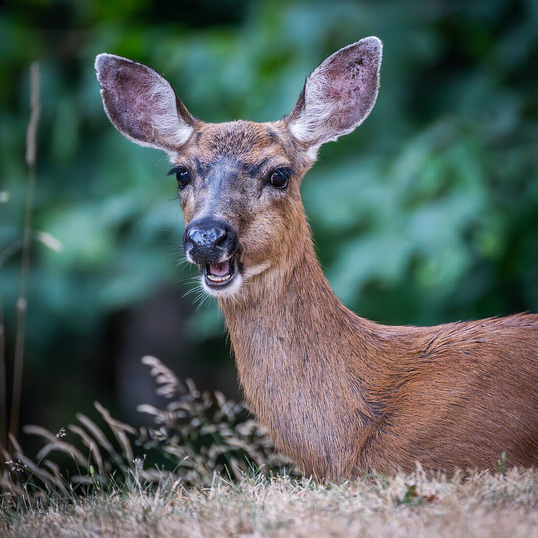 Deeply Relaxed Mule Deer; Canada, British Columbia, Vancouver Island