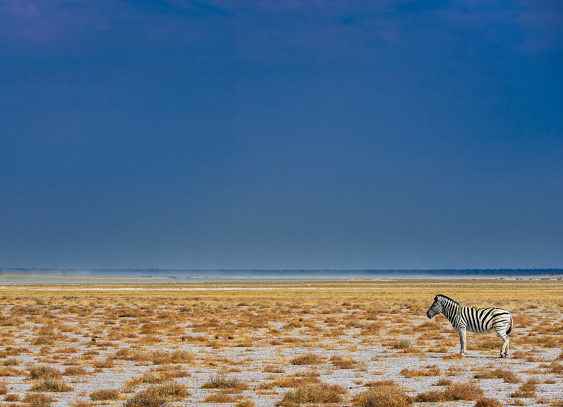 Einsamkeit; Zebra in Namibia, Etosha