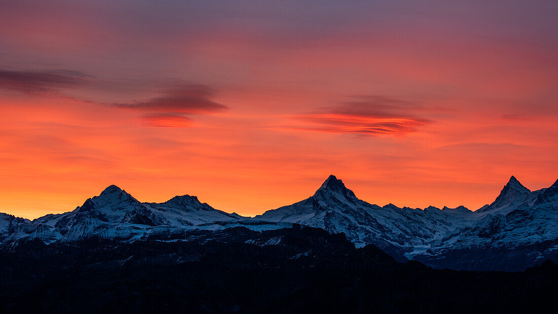 Wetterhorn, Schreckhorn and Finsteraarhorn at dawn; Switzerland, Canton of Bern, Bernese Oberland