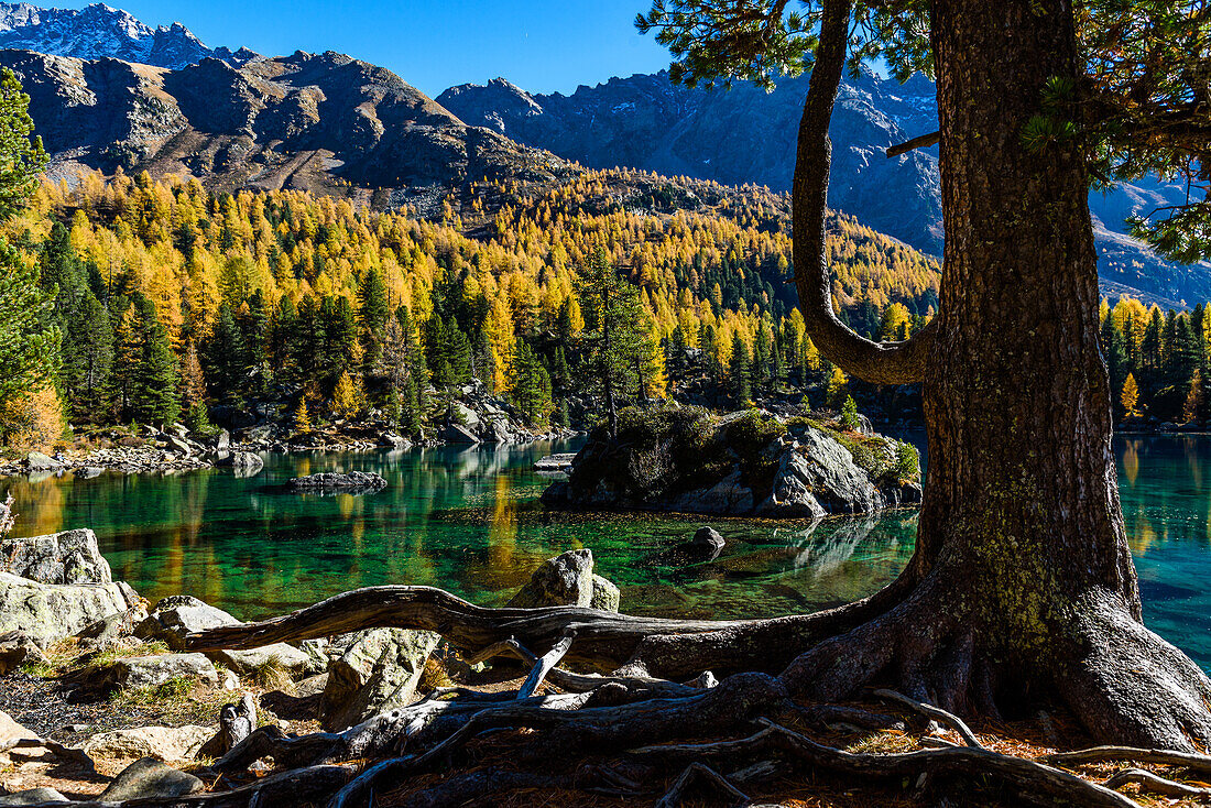 Autumn in Poschiavo; Switzerland, Canton of Graubünden, Lagh de Saoseo