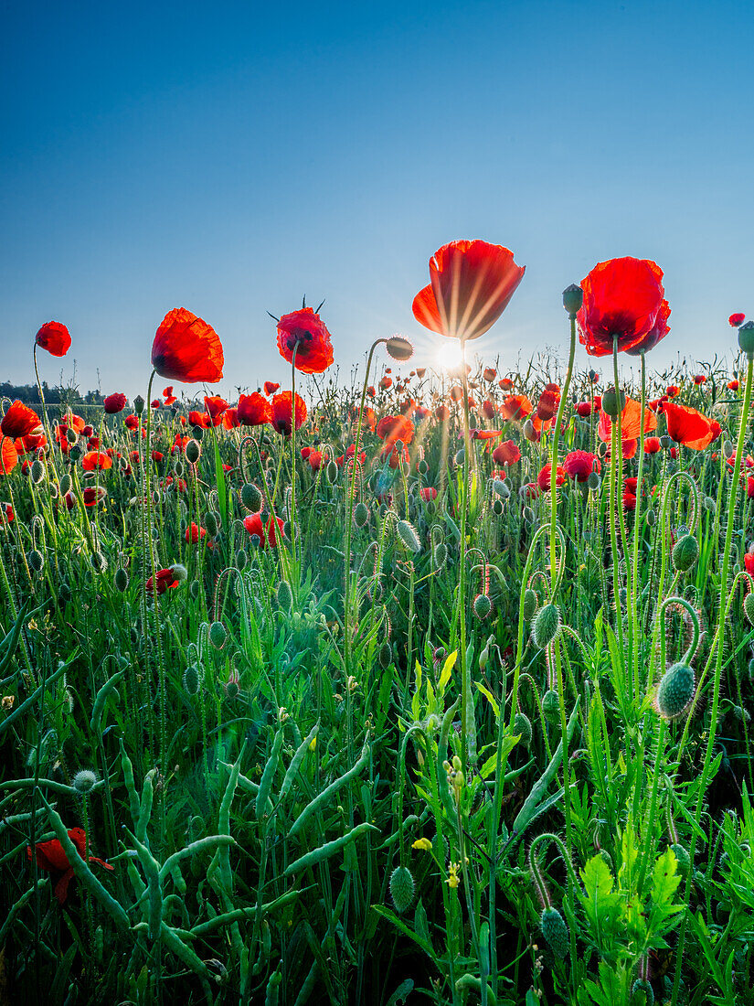 summer splendor; Switzerland, Canton of Zurich