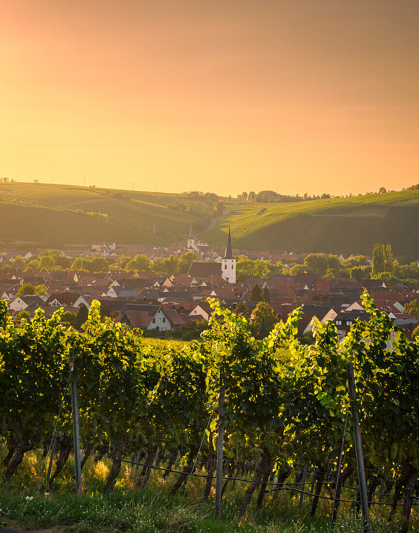 Sonnenuntergang über den Weinbergen der Weininsel und dem Weinort Nordheim am Main und Escherndorf an der Volkacher Mainschleife, Landkreis Kitzingen, Unterfanken, Franken, Bayern, Deutschland