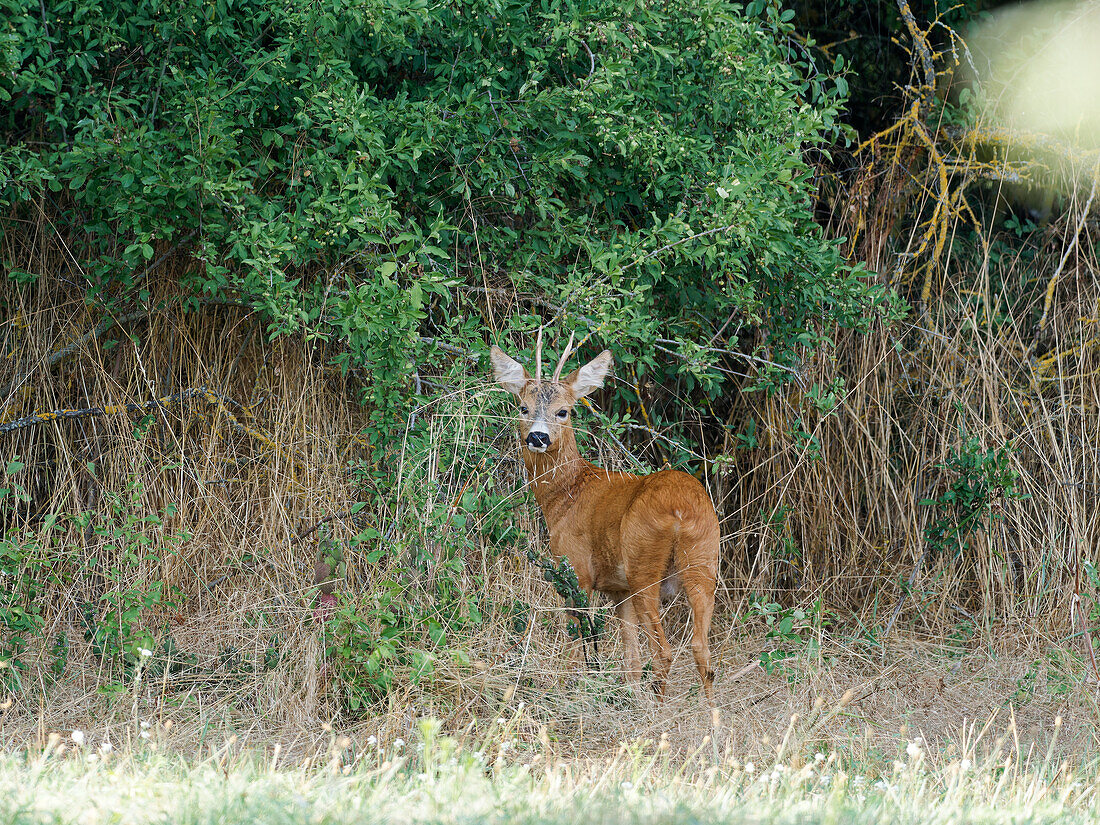 Roe deer, Capreolus capreolus, in the field