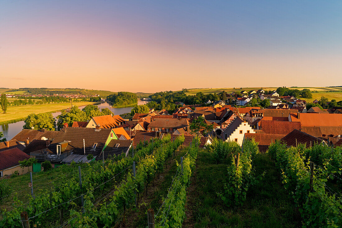 Wine town Wipfeld am Main, Schweinfurt district, Lower Franconia, Franconia, Bavaria, Germany