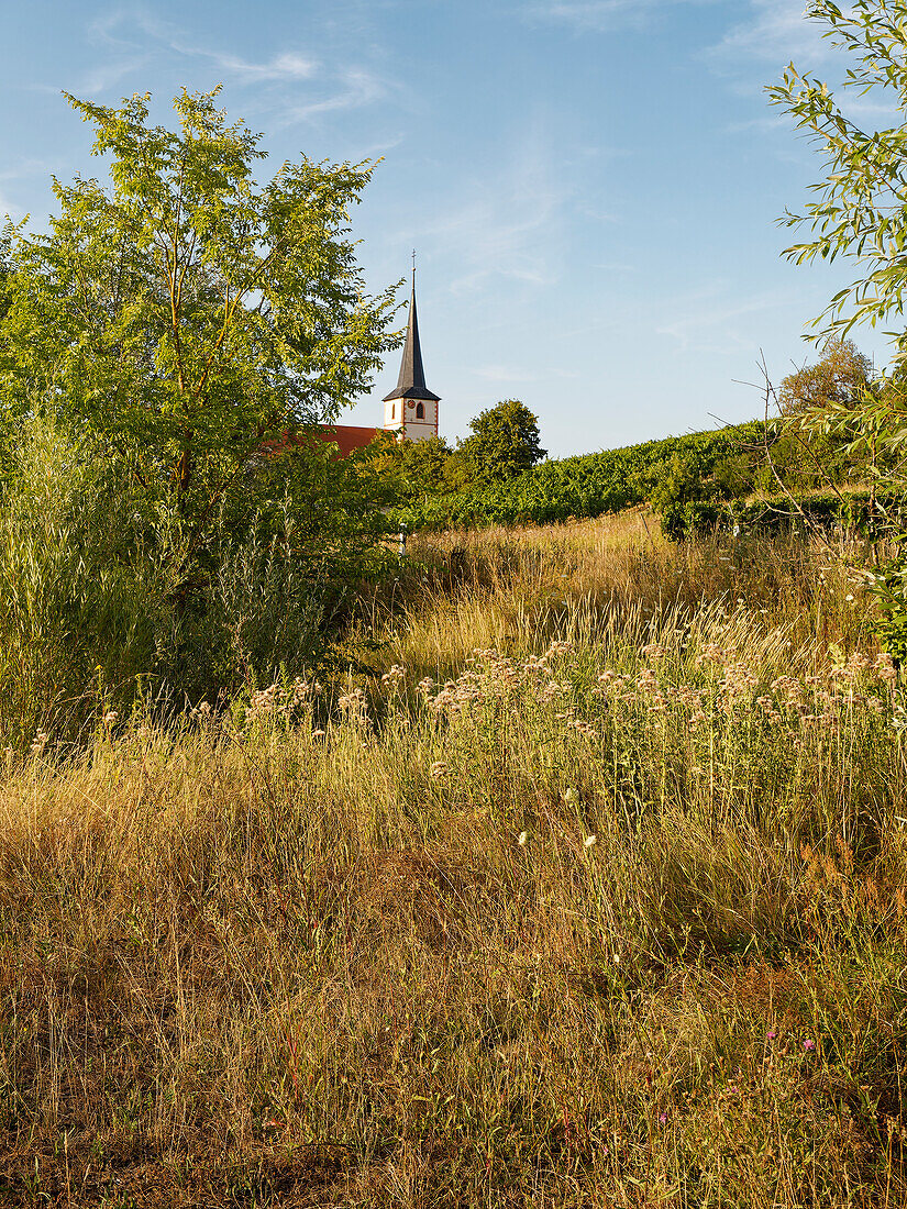 Blick vom Main und der Mainebene auf den Winzerort Stammheim mit seiner Kirche, Landkreis Schweinfurt, Landkreis Würzburg, Franken, Unterfranken, Bayern, Deutschland