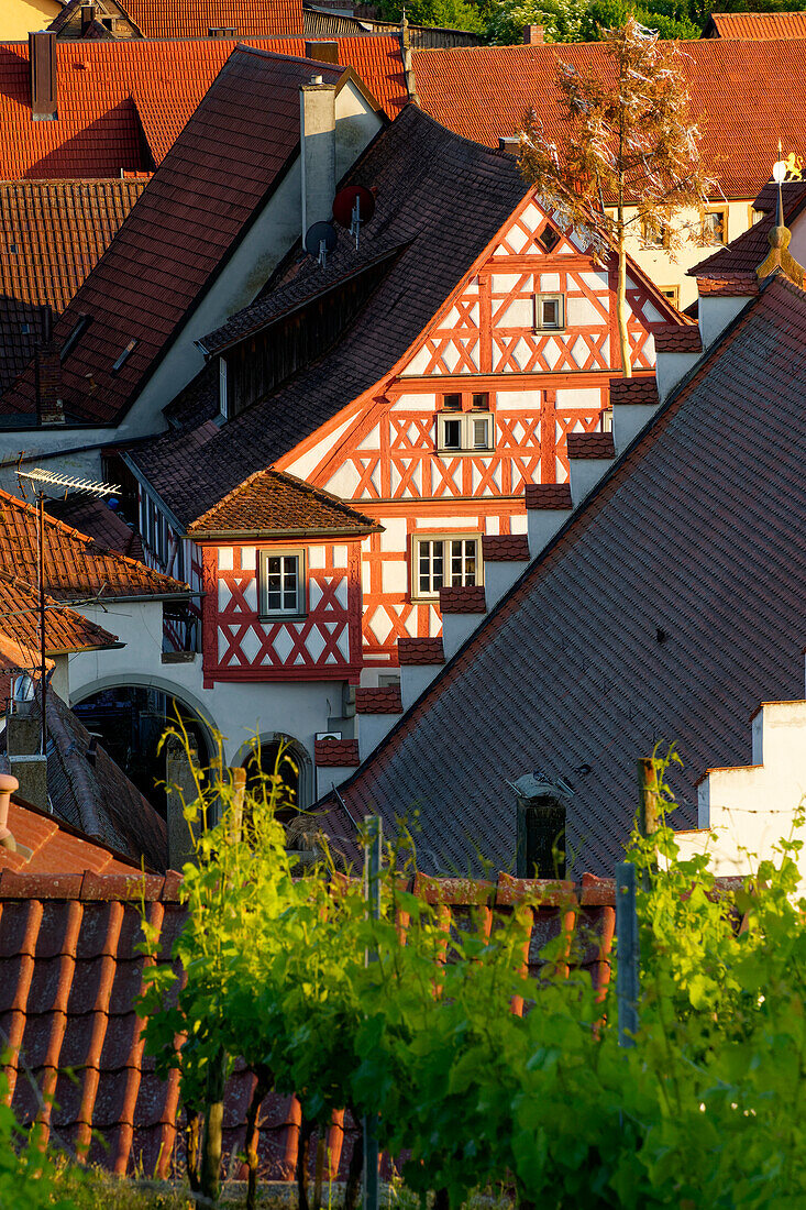 Wine town Wipfeld am Main, Schweinfurt district, Lower Franconia, Franconia, Bavaria, Germany