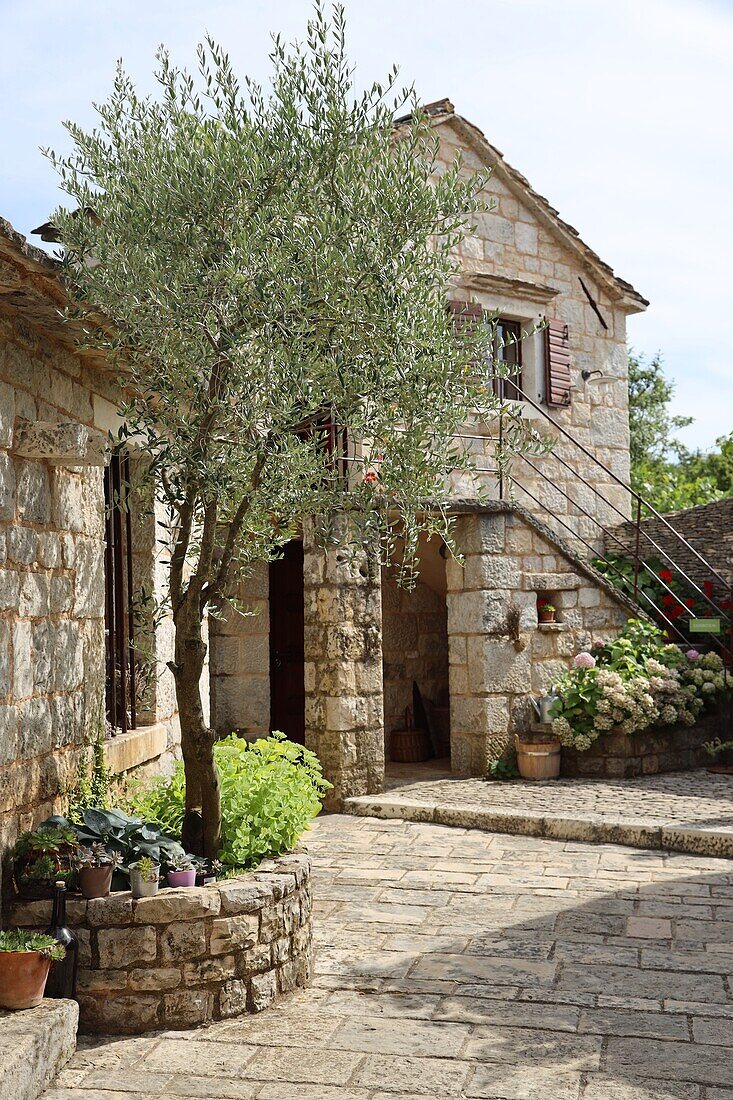 Stella Croatica Olive Museum near Klis, Dalmatia, Croatia