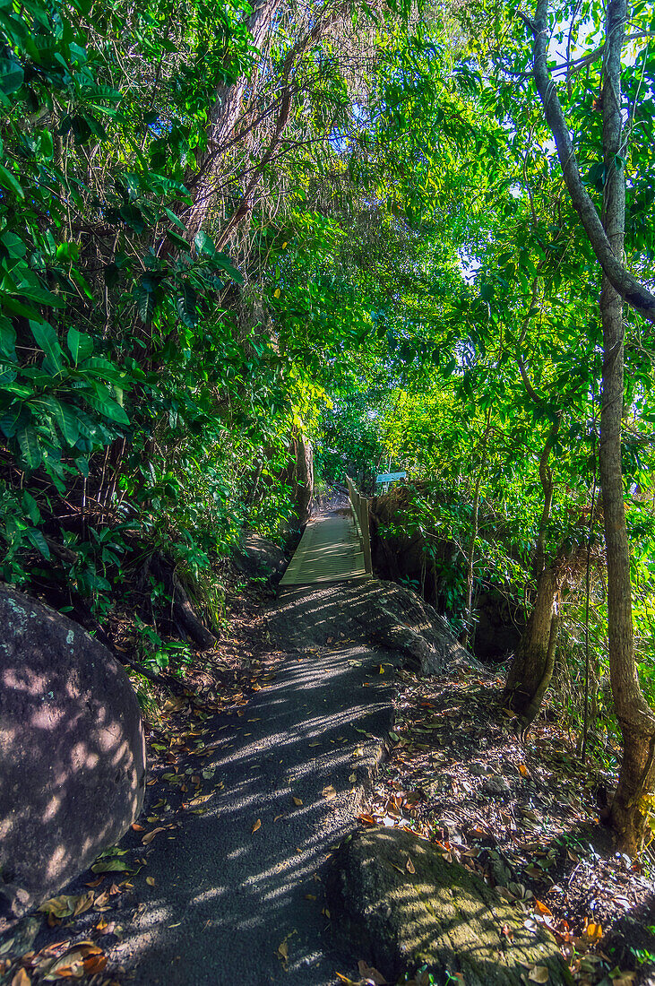 Waldweg auf der Insel Fitzroy, Queensland, Australien