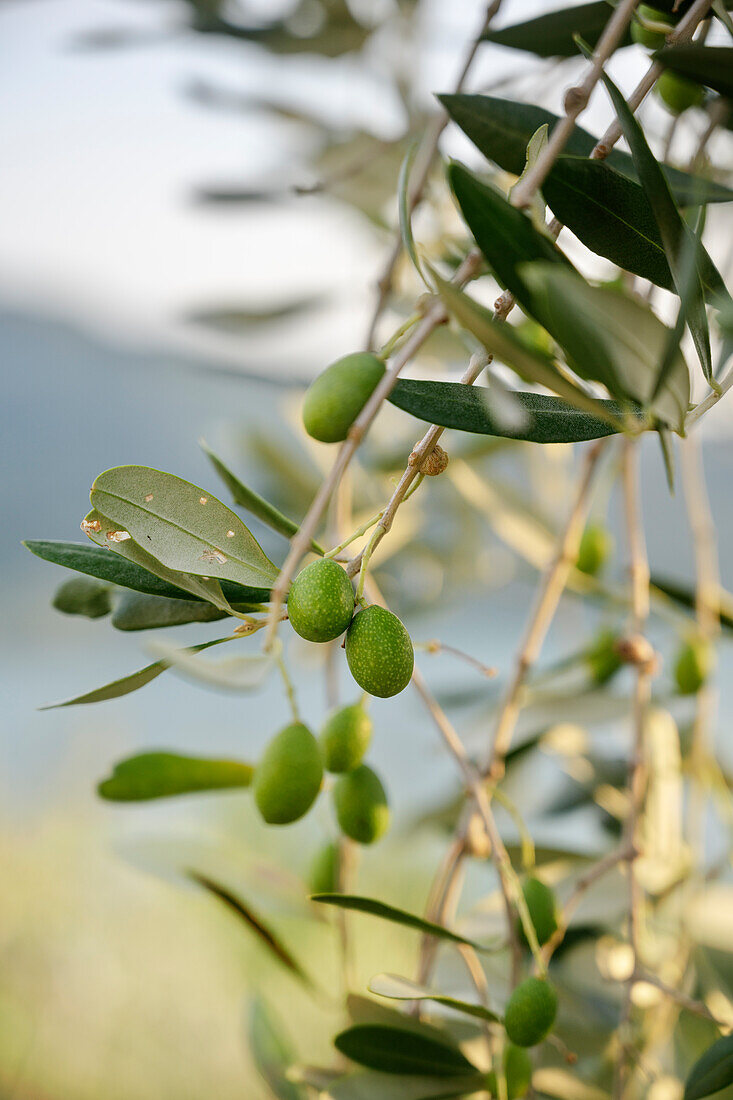 grüne Oliven wachsen am Baum bei Vesto, Iseosee (Lago d'Iseo, auch Sebino), Brescia und Bergamo, Oberitalienische Seen, Lombardei, Italien, Europa
