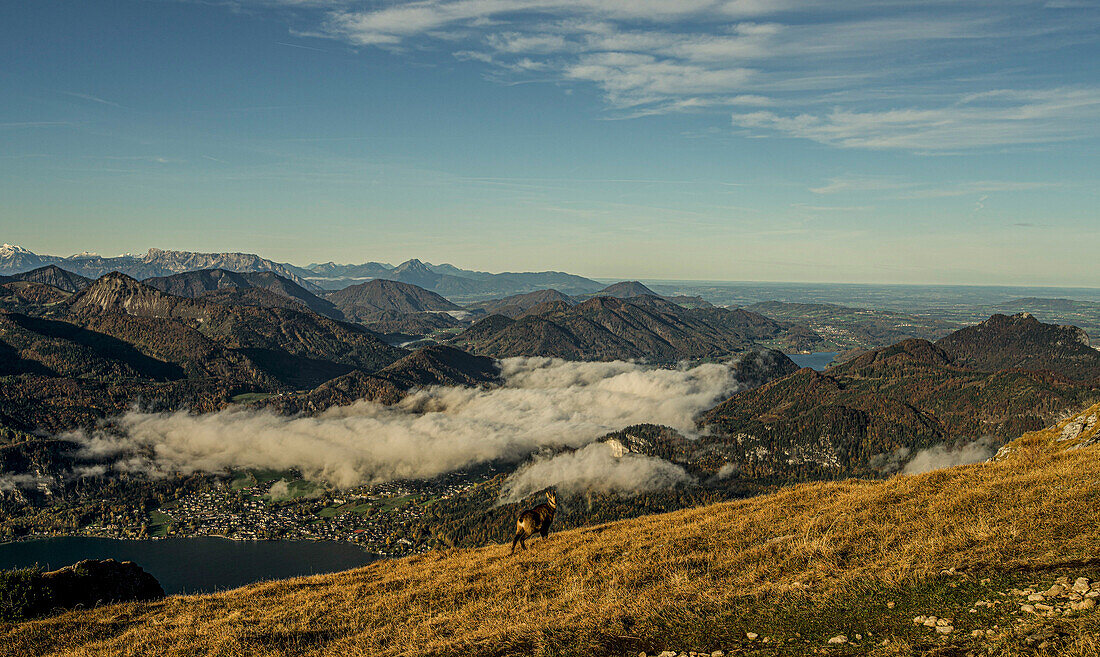 Gebirgsziege am Steilhang des Schafberg, Blick auf St. Gilgen und die Berge des Salzkammerguts, Österreich