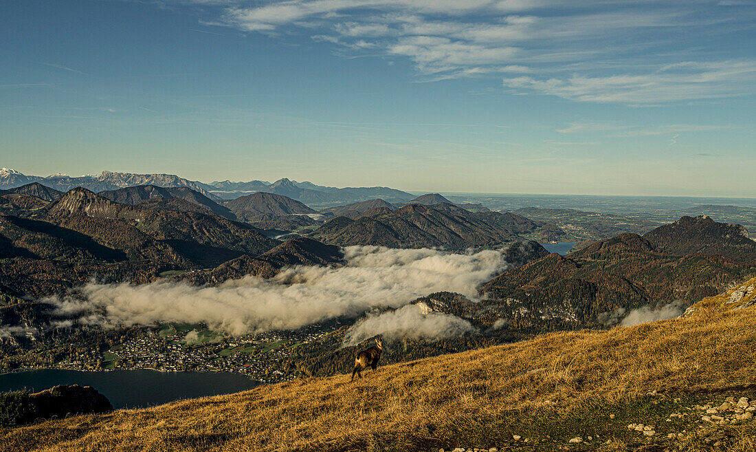 Mountain goat on the steep slope of the Schafberg, view of St. Gilgen and the mountains of the Salzkammergut, Austria