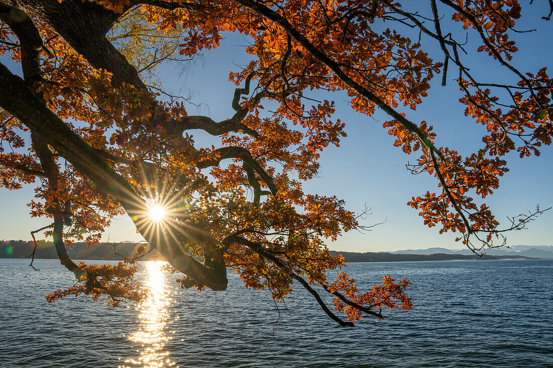 Herbstmorgen am Starnberger See, Bayern, Deutschland