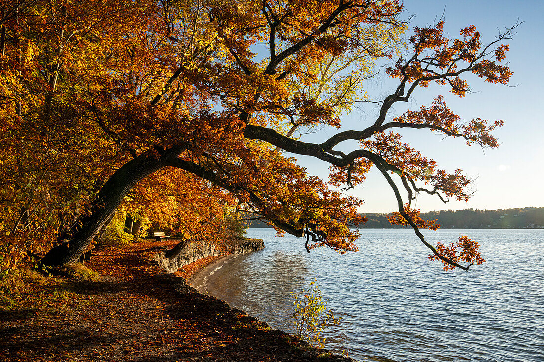 Autumn morning at Lake Starnberg