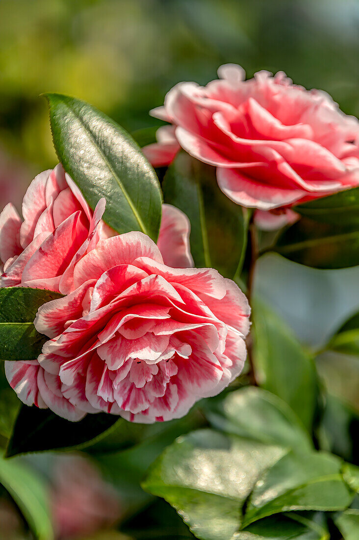 Flowers of the Camellia Japonica "Herme", camellia