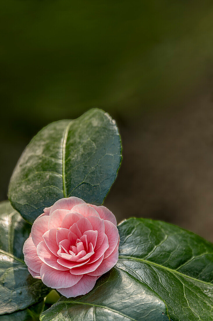 Pink flowers of Camellia Japonica "Frau Minna Seidel", camellia