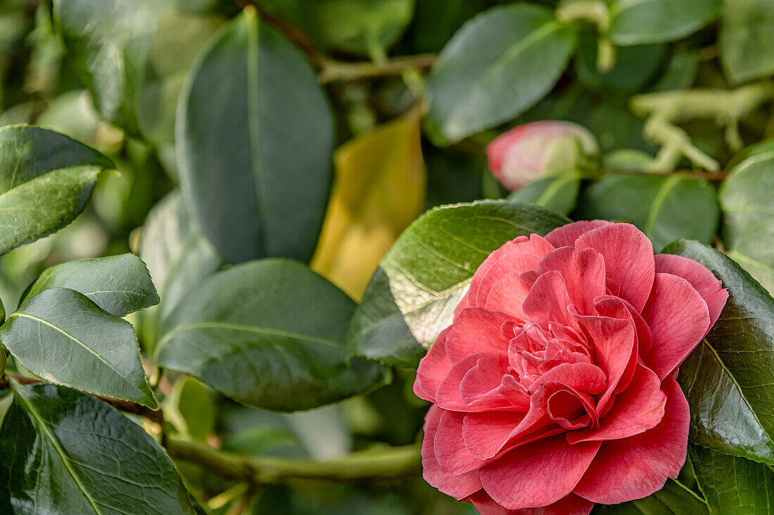 Blüte der Camellia Japonica "Herme Rot", Kamelie
