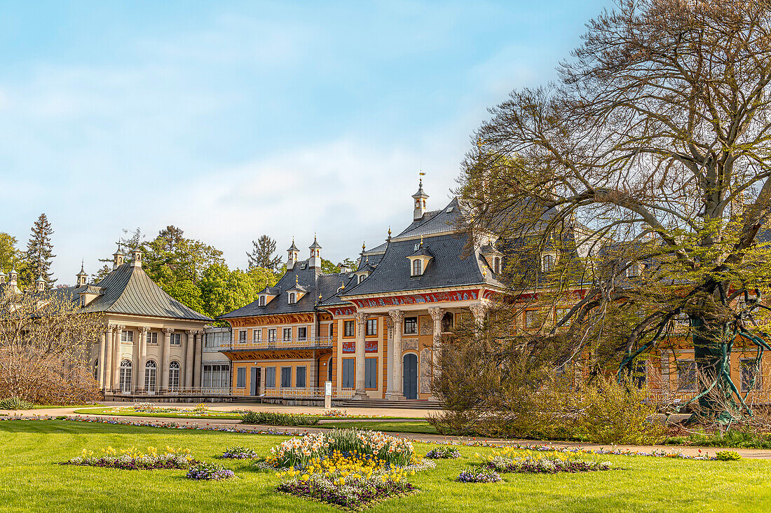 Blumen vor dem Bergpalais im Schlosspark Pillnitz im Frühling, Dresden, Sachsen, Deutschland