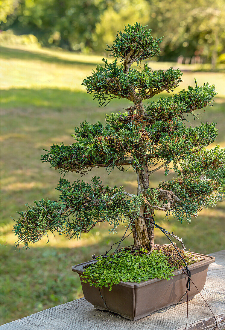 Close-up of a Chinese juniper bonsai (Juniperus chinensis) in the garden of the Zuschendorf country castle, Saxony, Germany