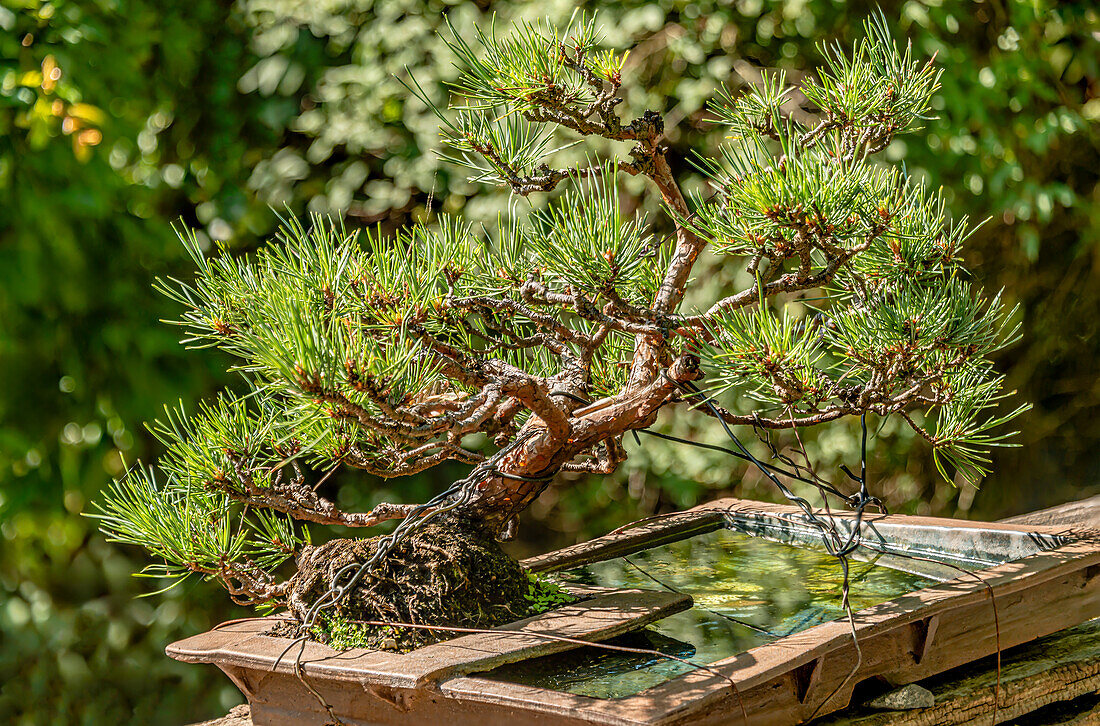 Nahaufnahme eines Föhre Waldkiefer Bonsai (Pinus Sylvestris "Pumila")