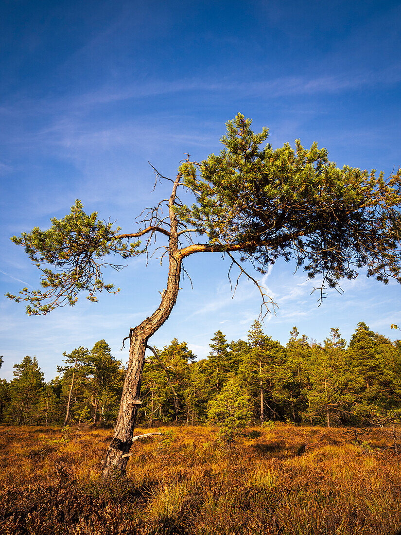 The “Schwarzes Moor” nature reserve in the evening light, Rhön Biosphere Reserve, Lower Franconia, Franconia, Bavaria, Germany