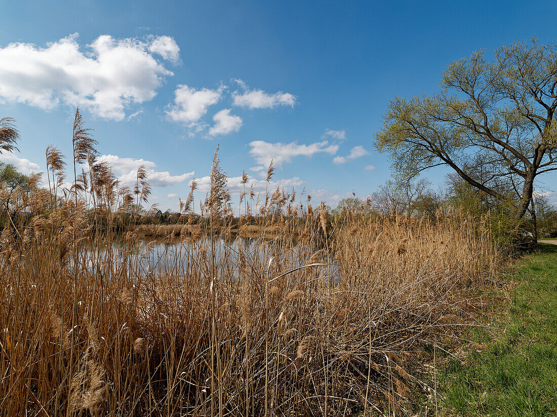 Sander Baggerseen im Naturschutzgebiet Mainaue bei Augsfeld, Landkreis Hassberge, Unterfranken, Franken, Bayern, Deutschland