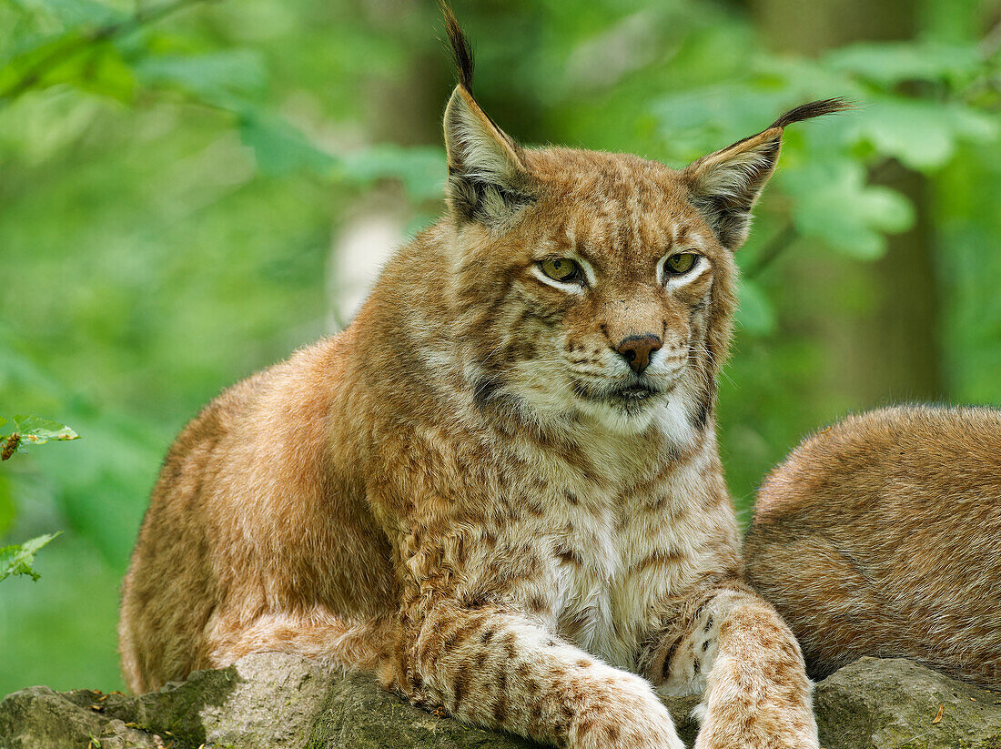 Eurasian lynx, northern lynx, Lynx lynx, lynx