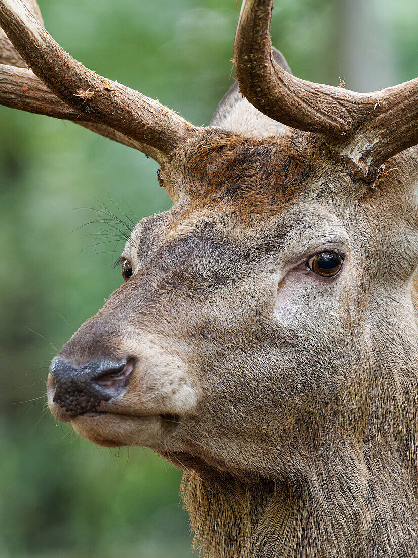 Brunftzeit bei den Rothirschen, Cervus elaphus