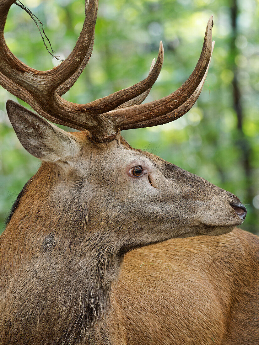 Rutting season for red deer, Cervus elaphus