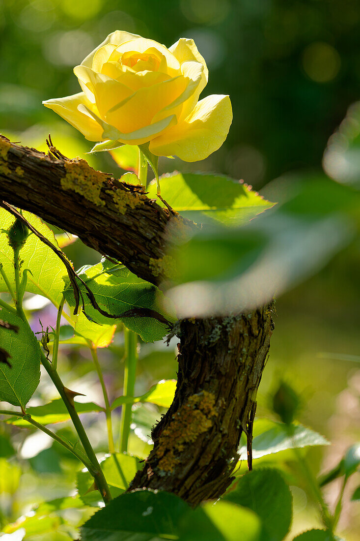 Rosenblüten im Morgenlicht