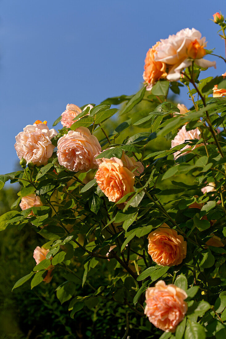 Rose petals in the morning light