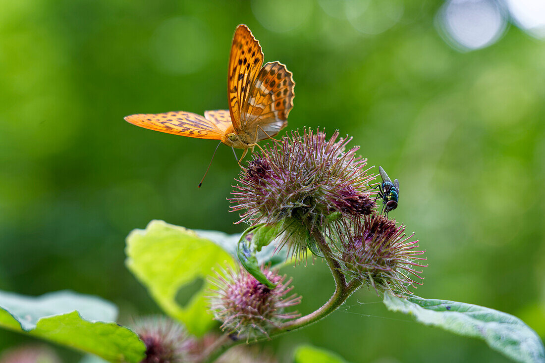 Kaisermantel, Silberstrich, Argynnis paphia