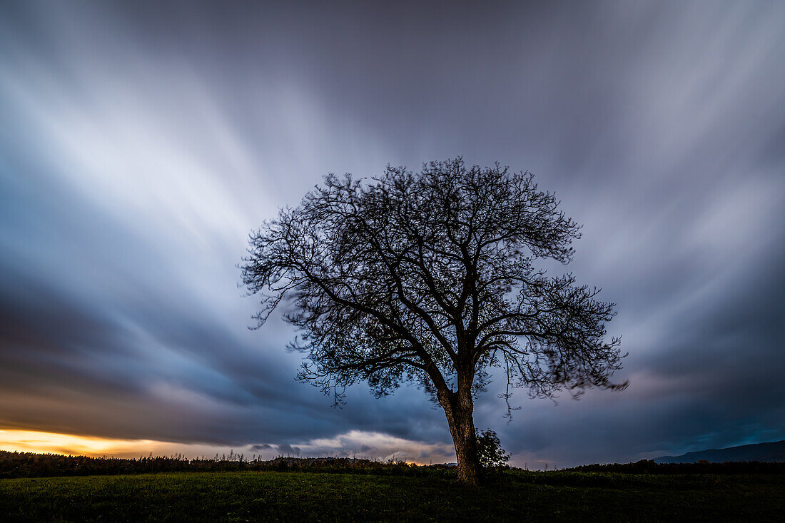 Lonely tree with stormy sky; Canton of Zurich, Switzerland