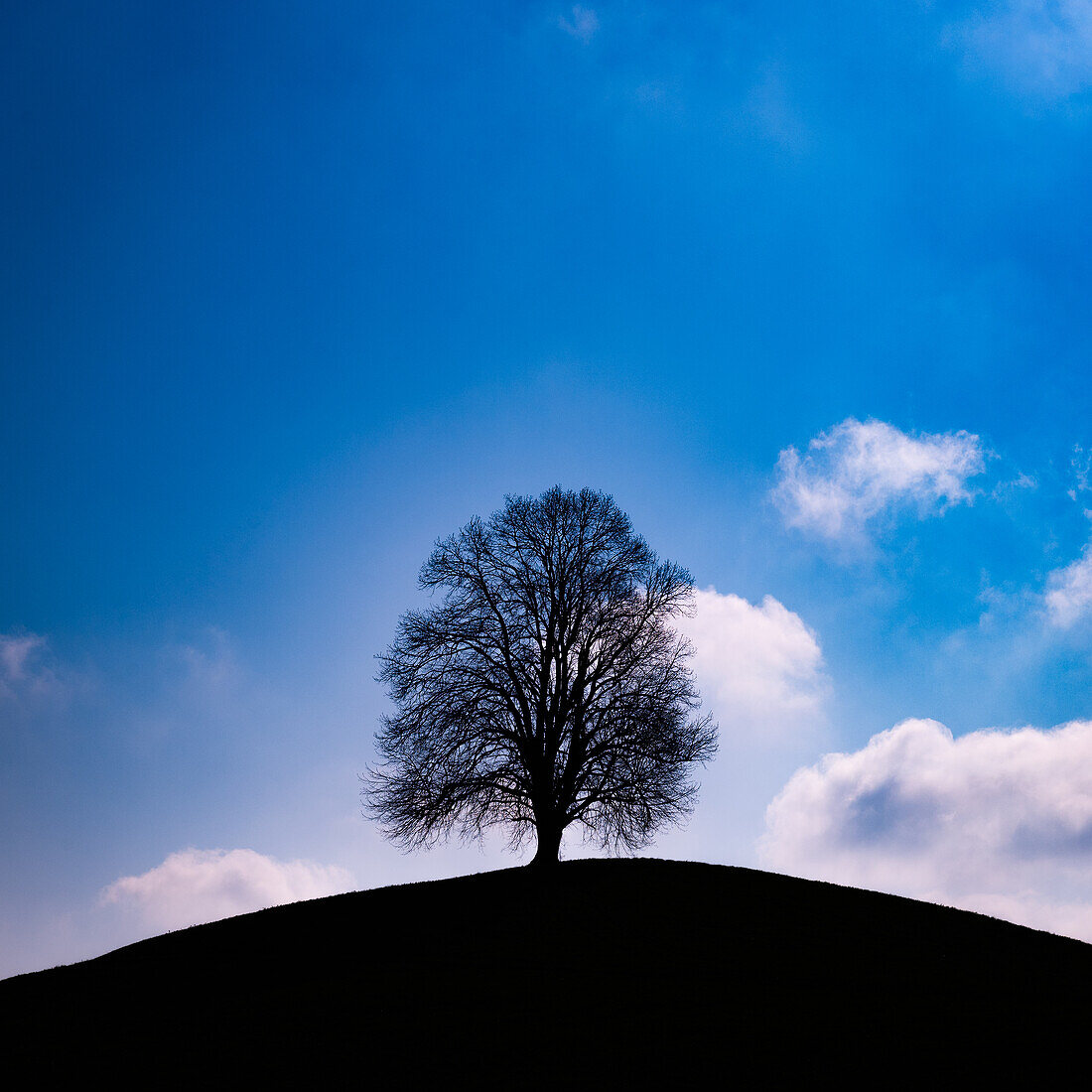 hill with lonely tree; Canton of Zug, Switzerland
