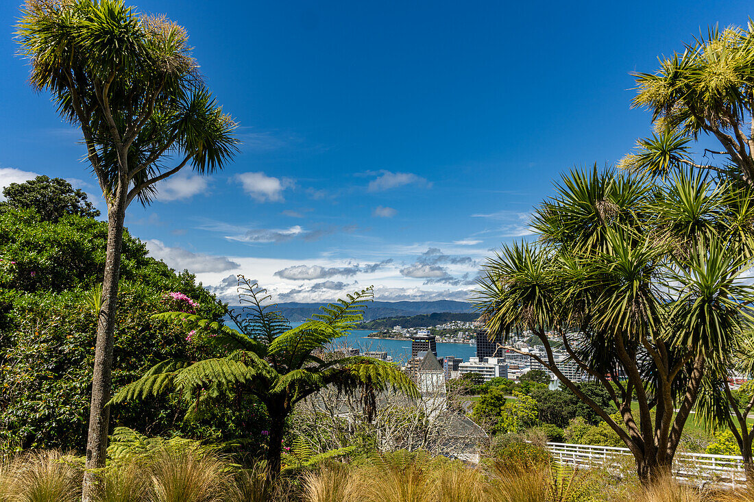 Blick auf den Wellington New Zealand Botanical Gardens, Wellington, Neuseeland