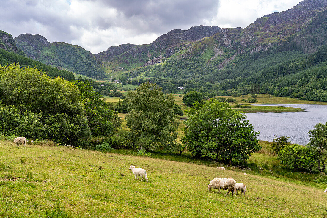 Schafe in der Landschaft am See Llyn Geirionydd, Snowdonia-Nationalpark, Wales, Großbritannien, Europa 