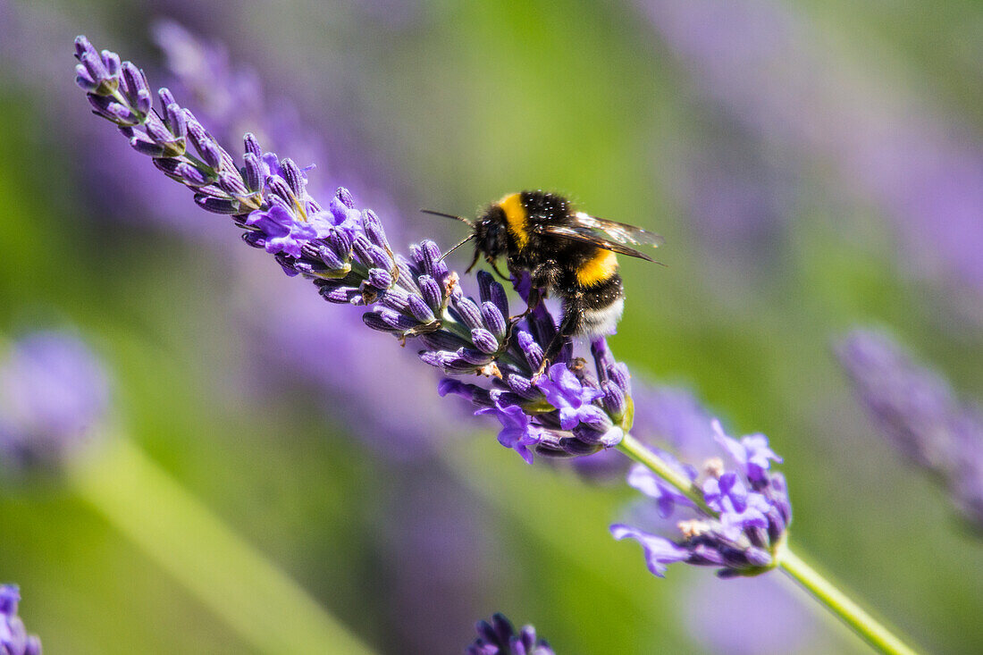 Earth bumblebee, on lavender blossom, Bavaria, Germany