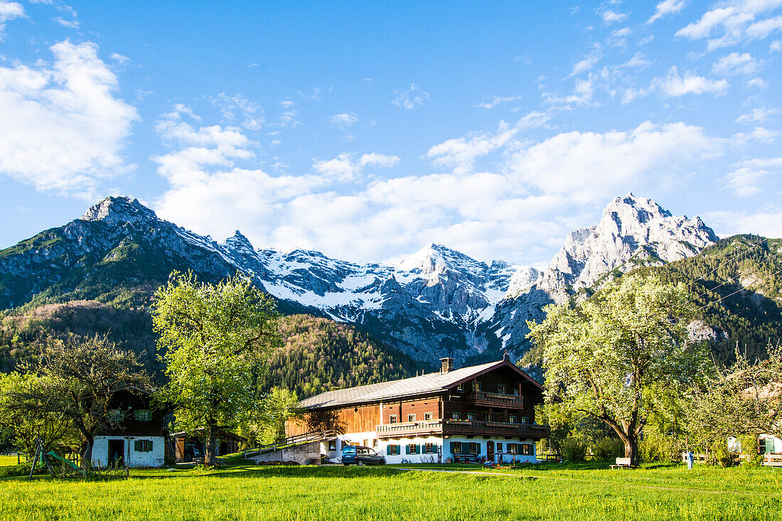 Austria, Loferer Steinberge, with farm and blooming fruit trees, in spring, in Tyrol