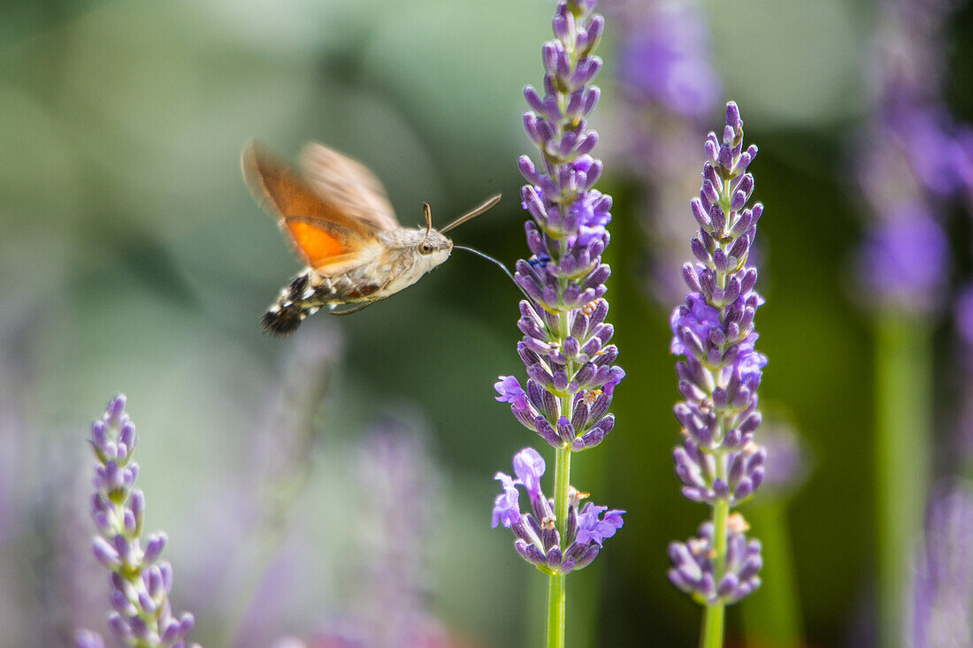 Taubenschwänzchen beim Nektarsammeln, an Lavendelblüte, Bayern, Deutschland