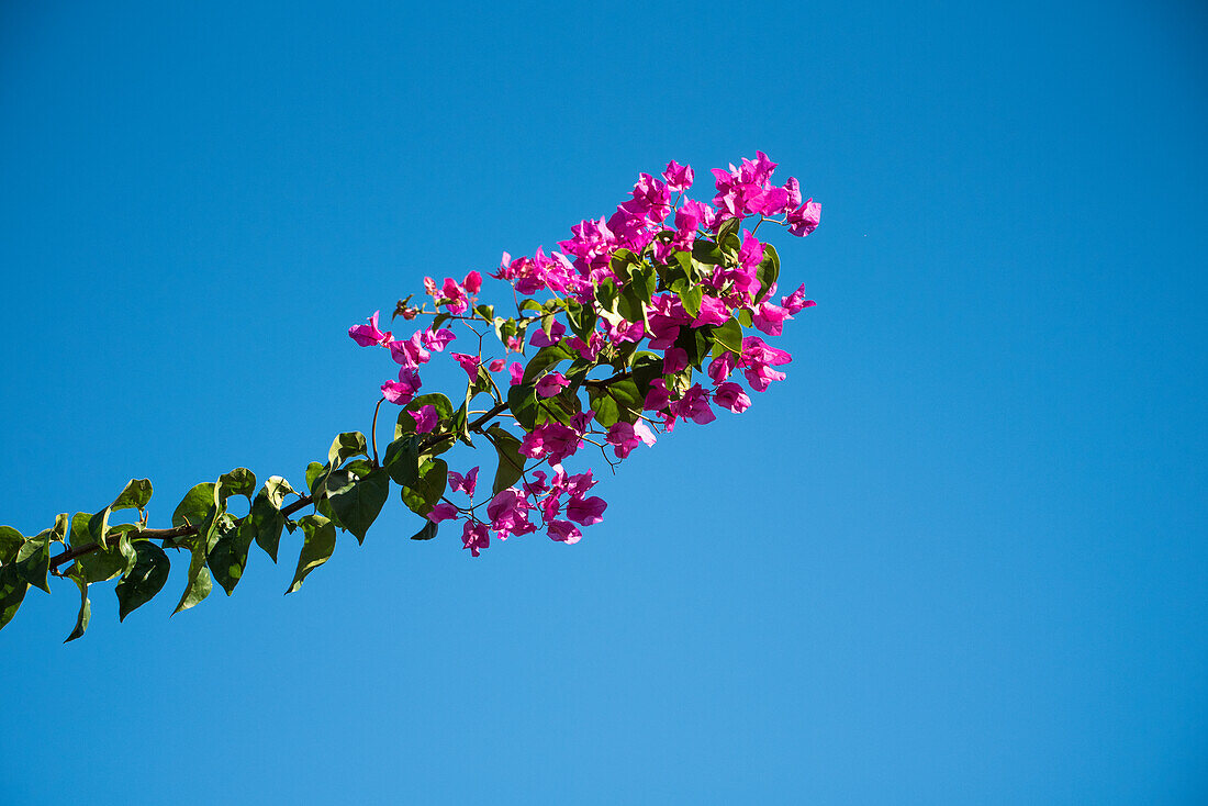 Bougainvillea branch reaching into the deep blue Spanish sky