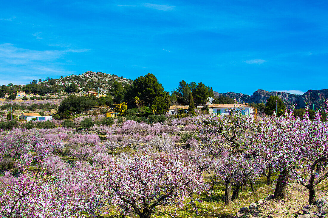 Mandelblüte im Januar in Berglandschaft, bei Tarbena, Sierra Aixorta, Costa Blanca, Provinz Alicante, Spanien