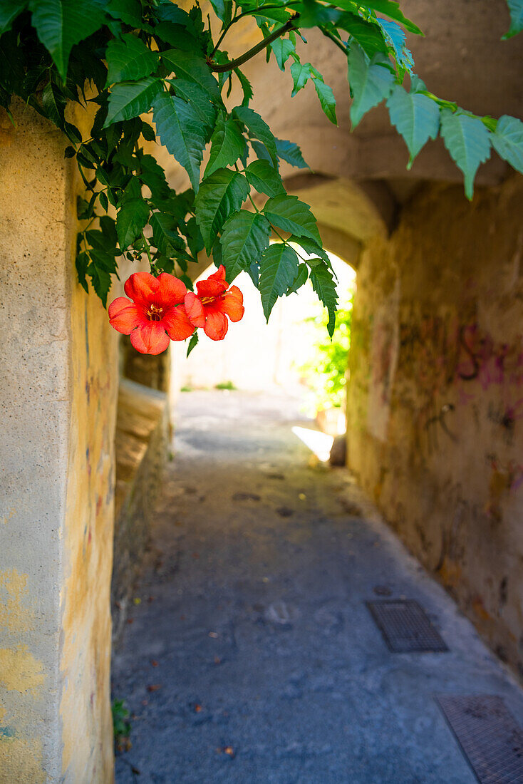 Schattiger Durchgang mit Pflanzen an einem heißen Sommertag in der mittelalterlichen Stadt Arles, Frankreich.