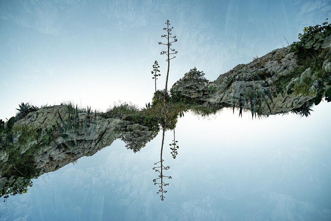 Double exposure of flora on a hillside in Marseille, France.