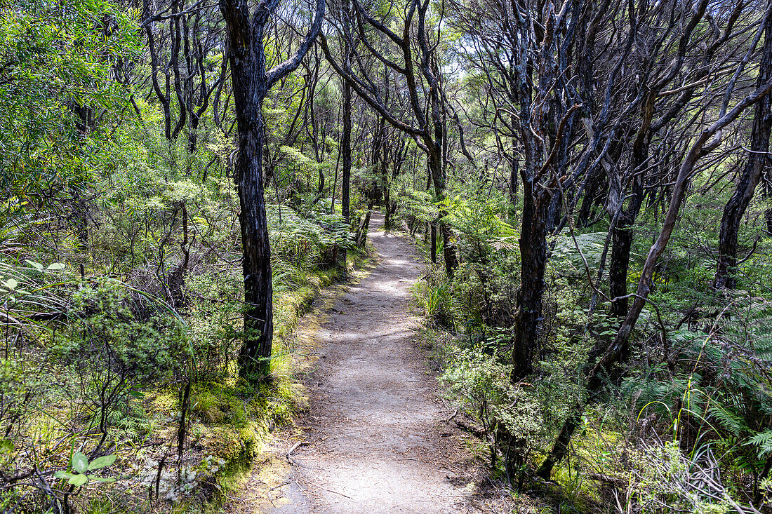 Blick auf den Abel-Tasman-Nationalpark von Wanderwegen im Park in der Nähe des Nelson Tasman Nationalpark auf der Südinsel Neuseeland